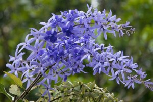 Petrea Volubilis